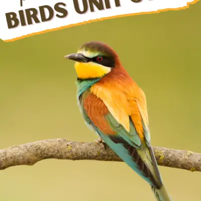 Homeschool Bird Unit Study